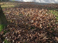 s-IMGP0737.jpg