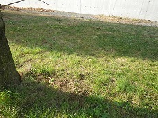 s-IMGP0738.jpg